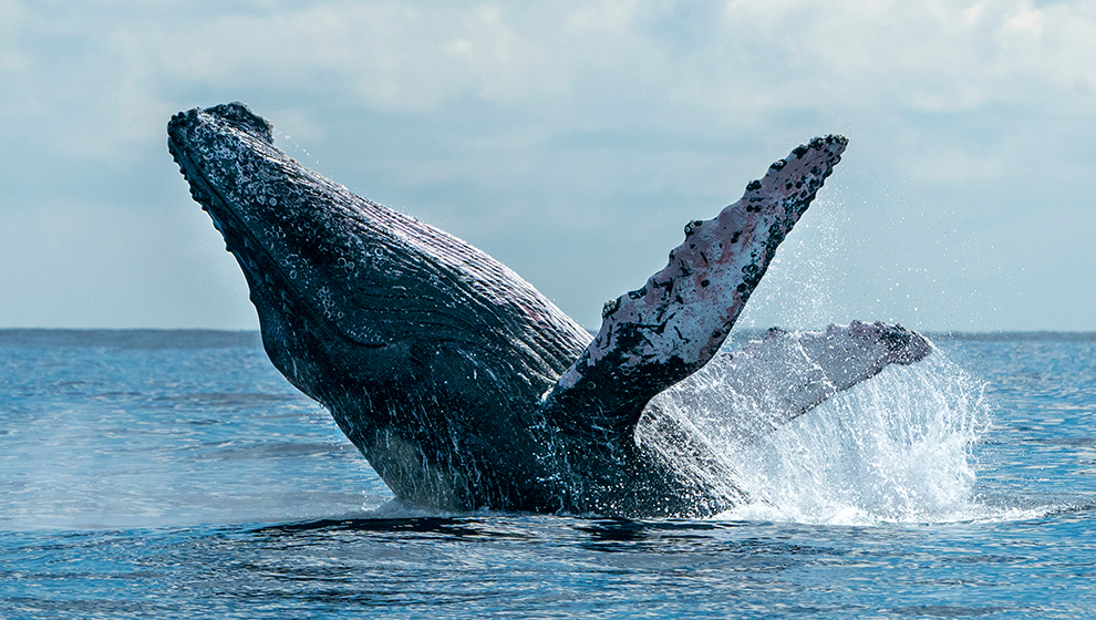 A photo from a Whale Watching charter of a whale breaching the water in Cabo San Lucas, Mexico aboard a private yacht charter with Best Cabo Yachts