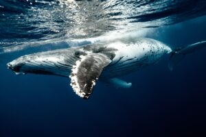 Photograph of a whale in Cabo San Lucas, MX during a Whale Watching private charter with Best Cabo Yachts