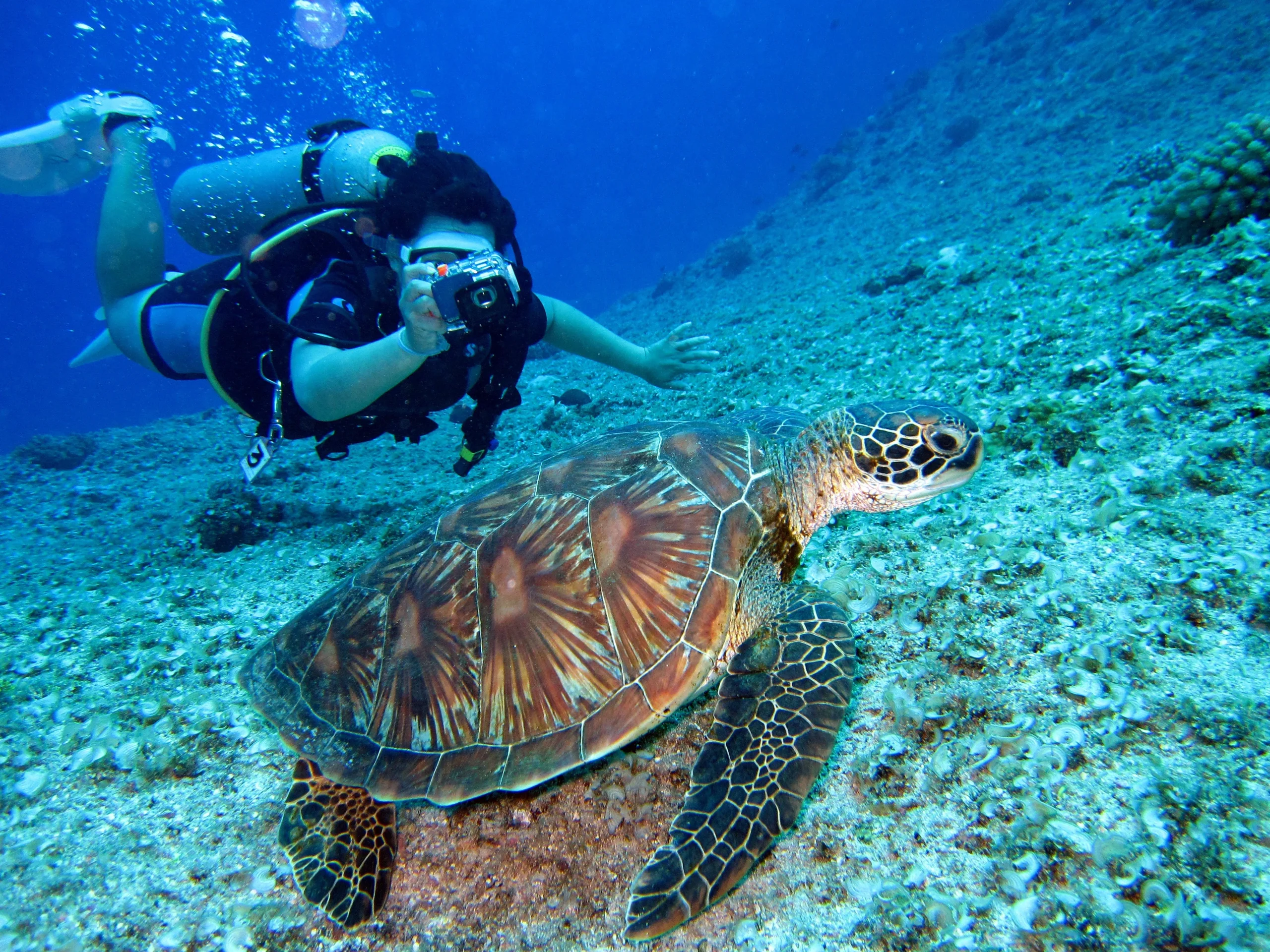 Snorkeling and Scuba Diving on a Private Yacht Charter in Cabo San Lucas, Mexico