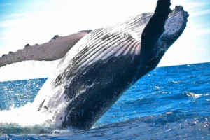 Photograph of a whale in Cabo San Lucas, MX during a Whale Watching private charter with Best Cabo Yachts